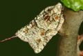 Acleris literana